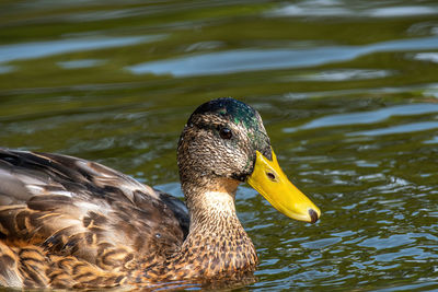 Close-up of mallard duck swimming in lake