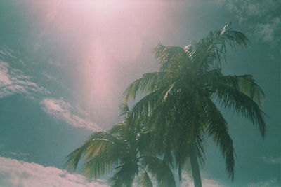 Low angle view of palm trees against sky