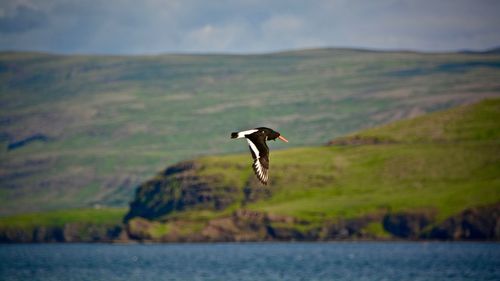 Bird flying over sea by mountain against sky