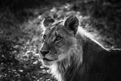 Close-up of lioness looking away