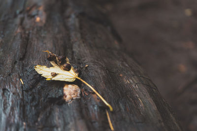 Close-up of dry leaf on wood