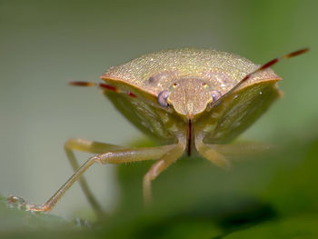 Close-up of insect