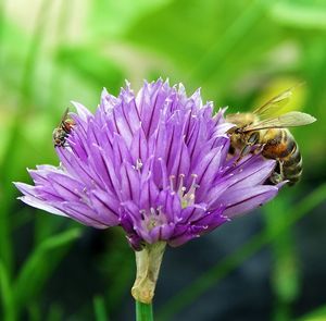 Close-up of insects on flower against blurred background