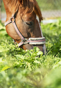 Close-up of horse on field