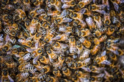 Bee swarm protecting the queen