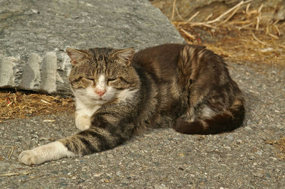 Close-up of cat relaxing outdoors