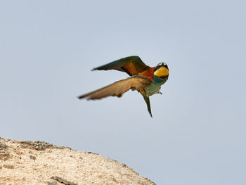 Low angle view of bird flying against clear sky