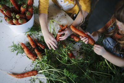 Hands holding carrots