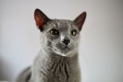 Close-up portrait of cat against white wall