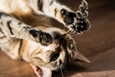 Close-up portrait of a cat