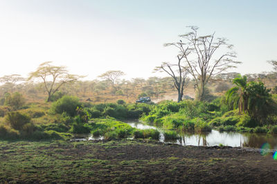 Scenic view of field against clear sky