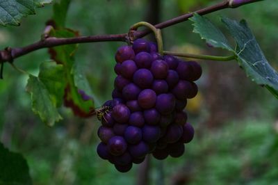 Close-up of grapes growing in vineyard