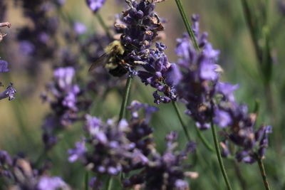 Close-up of insect on purple flowering plant