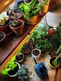 High angle view of potted plants on table