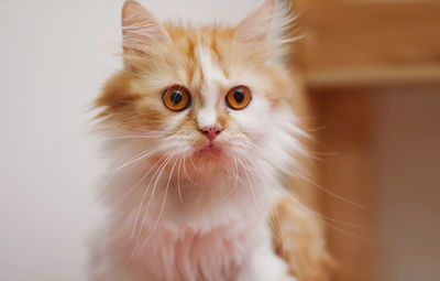 Close-up shot persian kitten sitting and look, select focus shallow depth of field