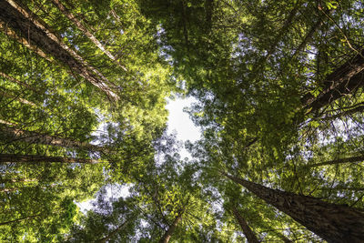 Low angle view of trees in forest