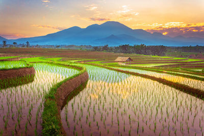 Morning view with beautiful rice fields reflecting the sky and the morning sun between the mountains