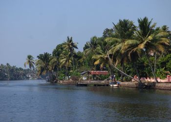 Scenic view of palm trees by sea against sky