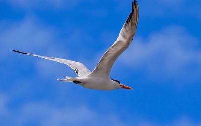 Low angle view of seagull flying