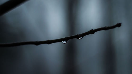 Water drops on stem against blurred background