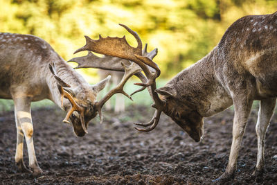 Deer standing against blurred background