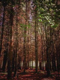 Trees in forest