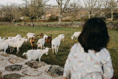 Rear view girl looking at goats