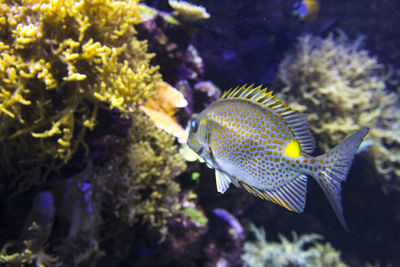 Close-up of fish swimming in sea