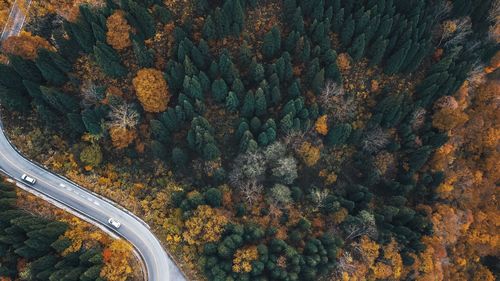 High angle view of plants by road during autumn