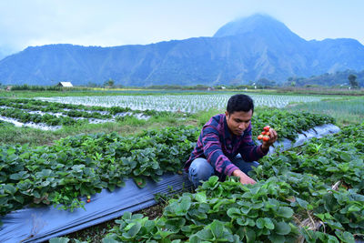 Farmer harvesting strawberries at farm against mountain