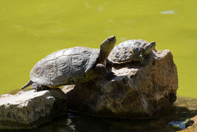 Turtle with hatchling on rock in lake during sunny day