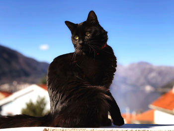 Black cat looking away against sky