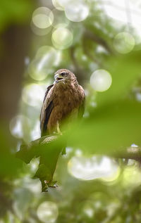 Indian eagle,the kite sitting on the tree branch in the defth of field picture. india. 2019.