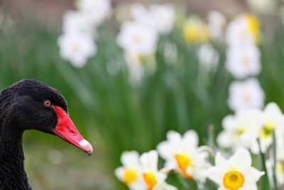 Close-up of swan