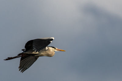 Low angle view of gray heron flying in sky
