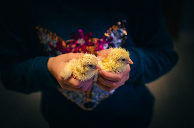 Newly born chickens