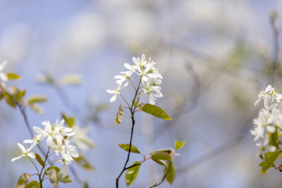 Close-up of white flowering plant