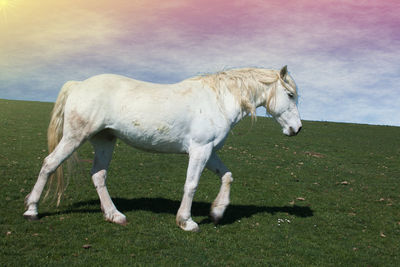 Side view of a horse on field