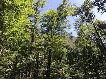 Low angle view of trees against sky