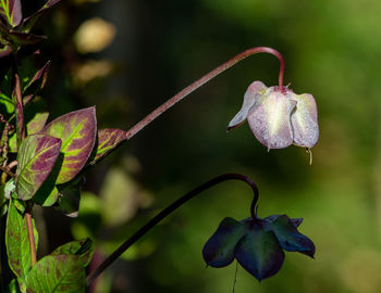 Close-up of flowering plant