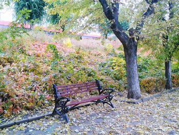 Empty bench in park during autumn