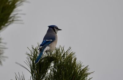 Low angle view of bird perching on branch against sky