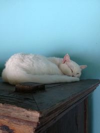 White cat sleeping on table against wall