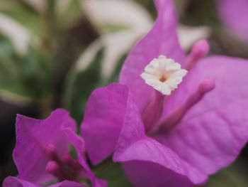 Close-up of pink flowering plant