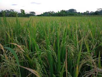 Crops growing on field against sky