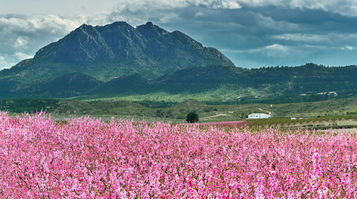 Pink flowers on field by mountains against sky