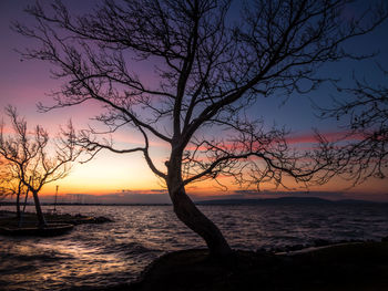 Silhouette bare tree on beach against sky during sunset