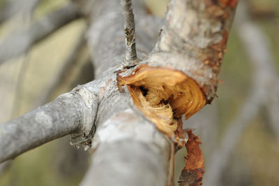 Close-up of dry leaf on branch