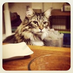 Close-up portrait of cat