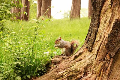 Squirrel on tree trunk